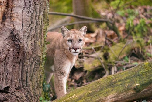 Mountain,Lion,Female,Watching,Prey,In,Dense,Forest,Of,Glacier