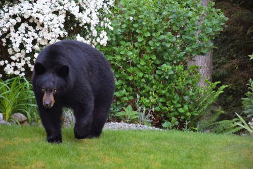Back,Yard,Bear
