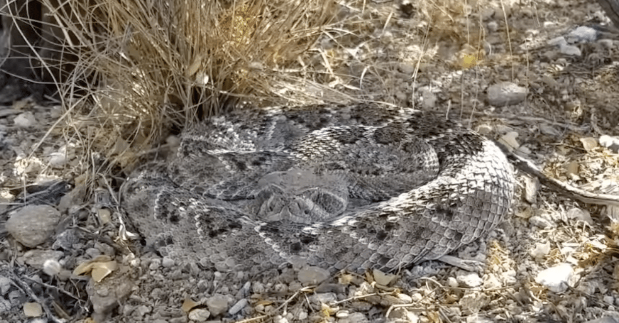 Rattlesnake via Youtube Screen Grab @Pachuco'sArt/The Desert Whisperer