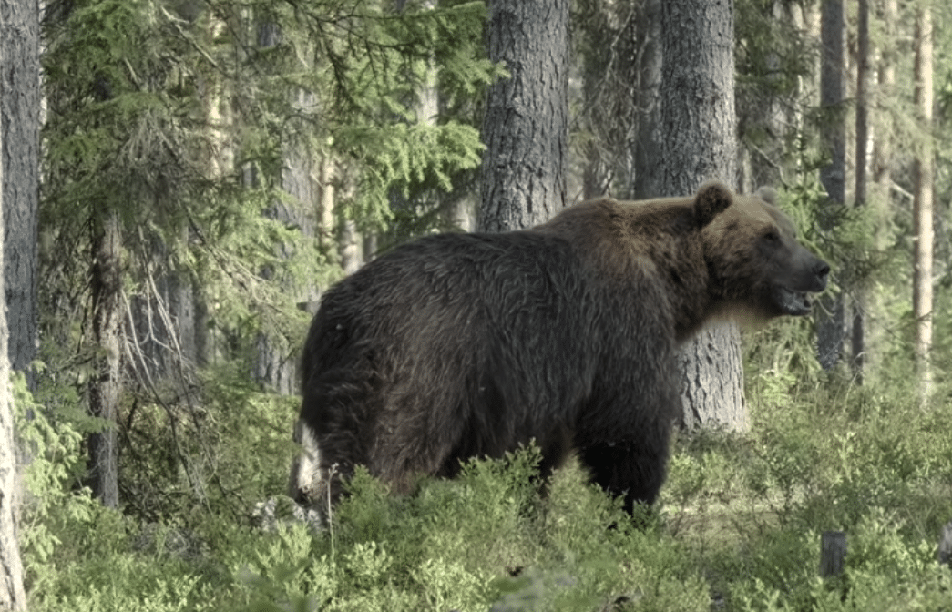 Bear in Woods, @Jukka Lämsä Youtube Screen Grab