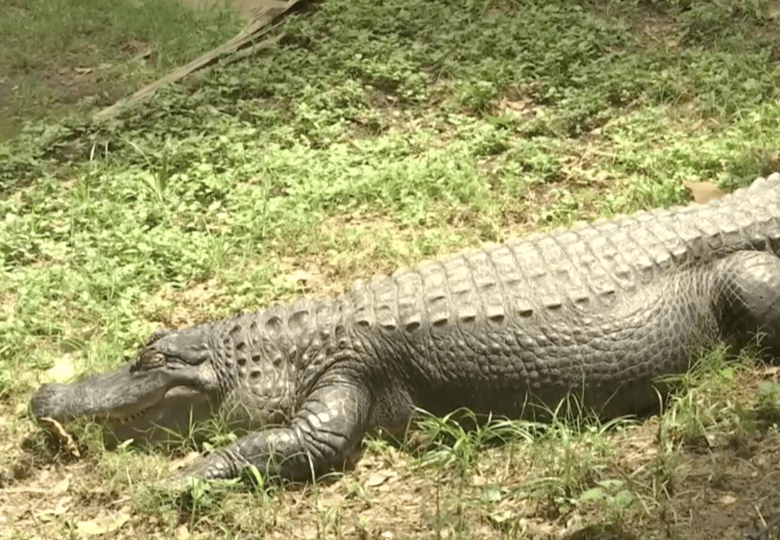 Texas Alligator Via KETK NBC Youtube Screen Grab