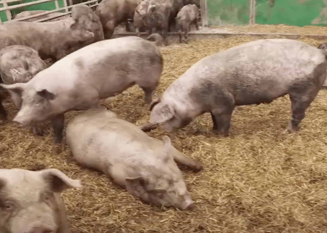 Pig Farm @World Animal Protection Canada Youtube Screen Grab