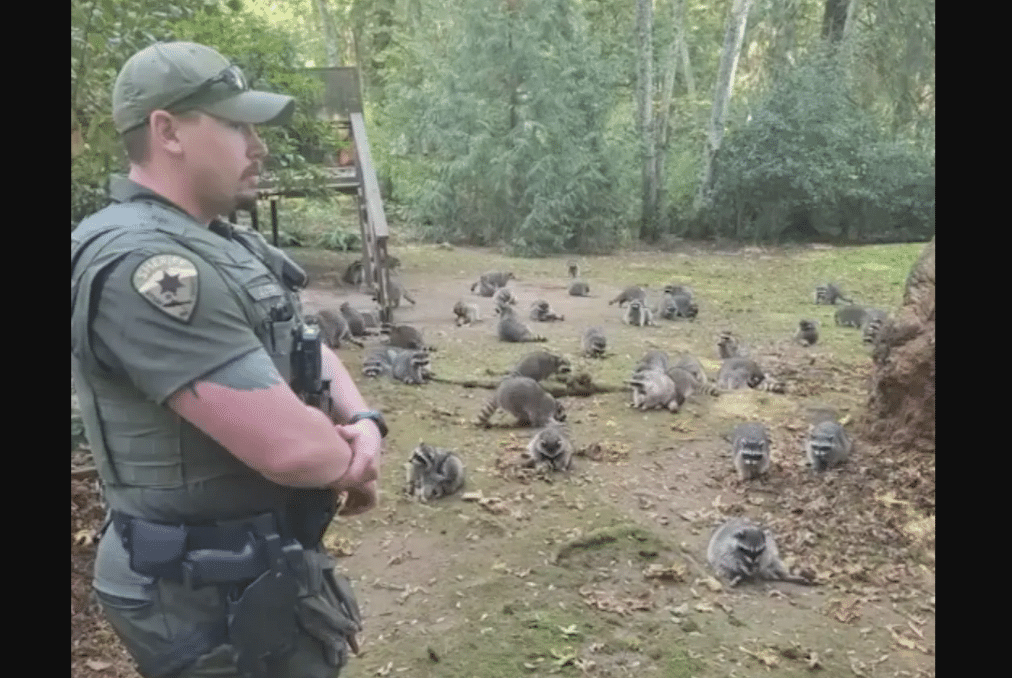 Over 100 Raccoons Swarm Washington Home”