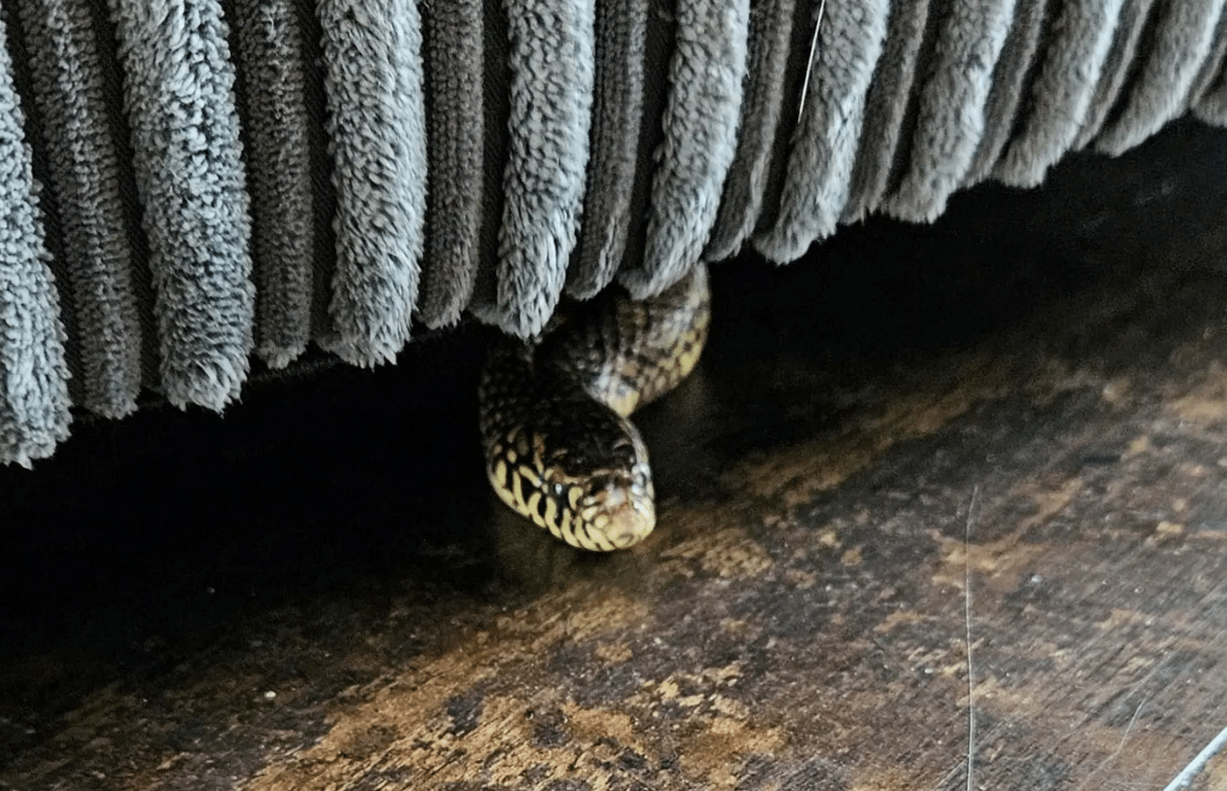 Family Discovers Florida Kingsnake Under Their Couch