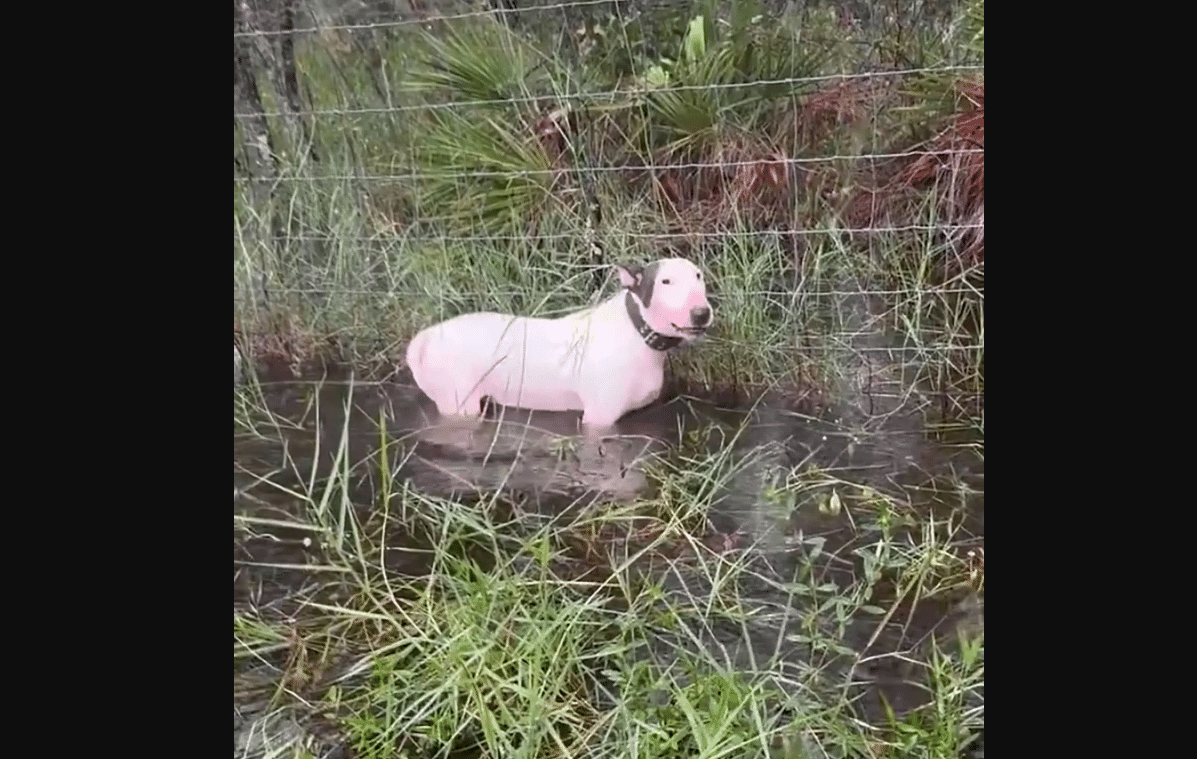 Man Arrested for Abandoning Dog During Hurricane Milton