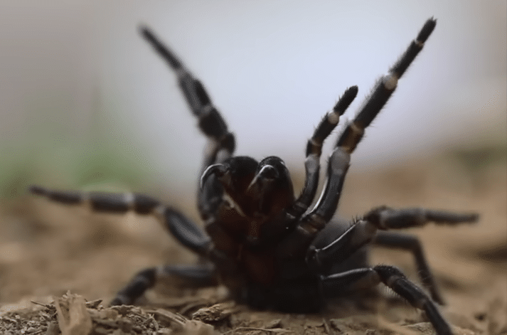 Deadly Spider Outbreak Prompts Officials to Ask for Help