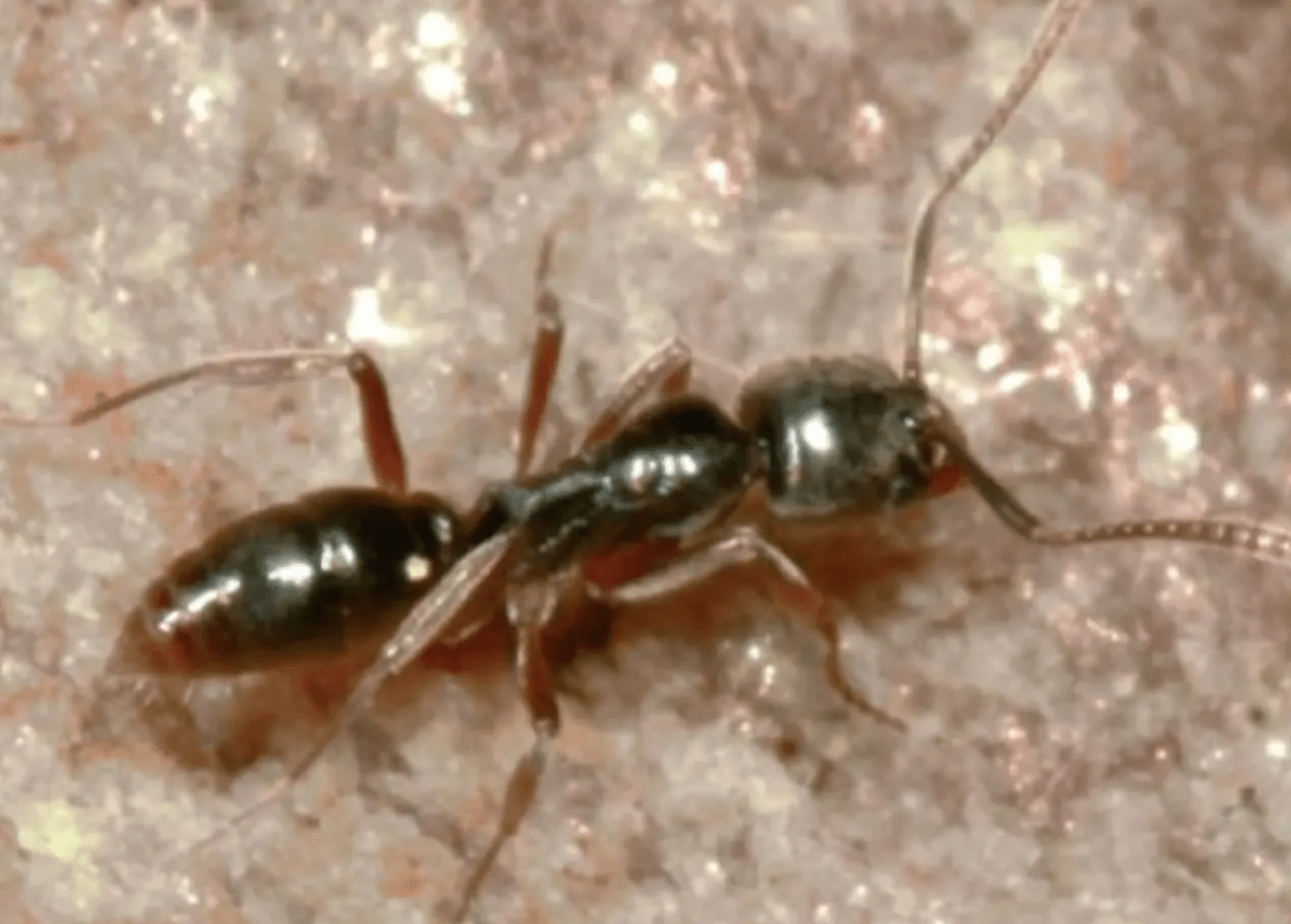 Invasive Insect With Deadly Venom Spreads Throughout US