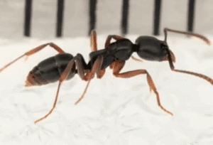 Deadly Asian Needle Ants Found in US Causes Alarm