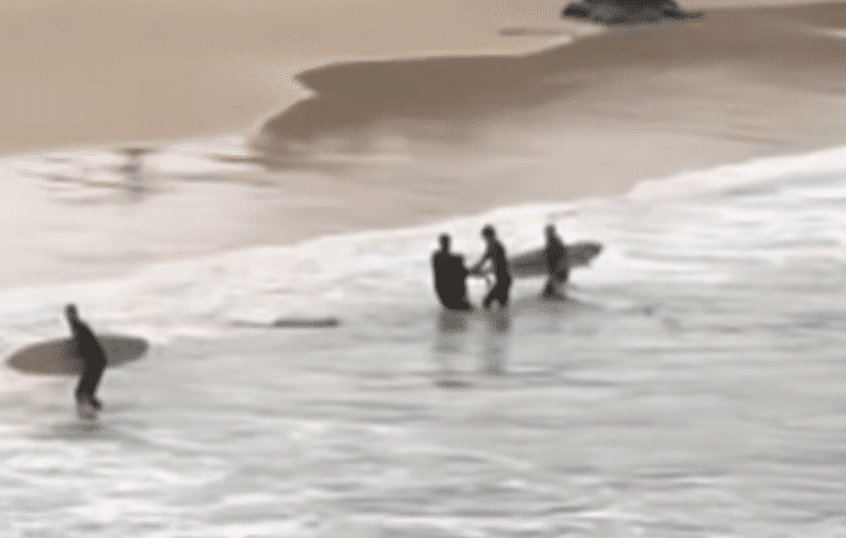 Teen Mauled by Shark at Popular Beach