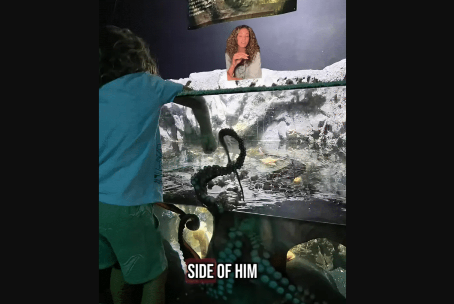Child Attacked by Octopus at Aquarium