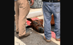 Cause of Death Revealed for Carriage Horse, Who Died on Street