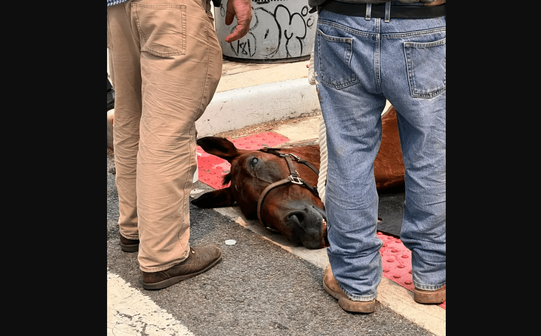 Cause of Death Revealed for Carriage Horse, Who Died on Street