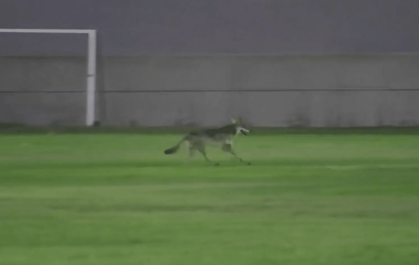 6-Year-Old Attacked, Dragged by Wild Coyote