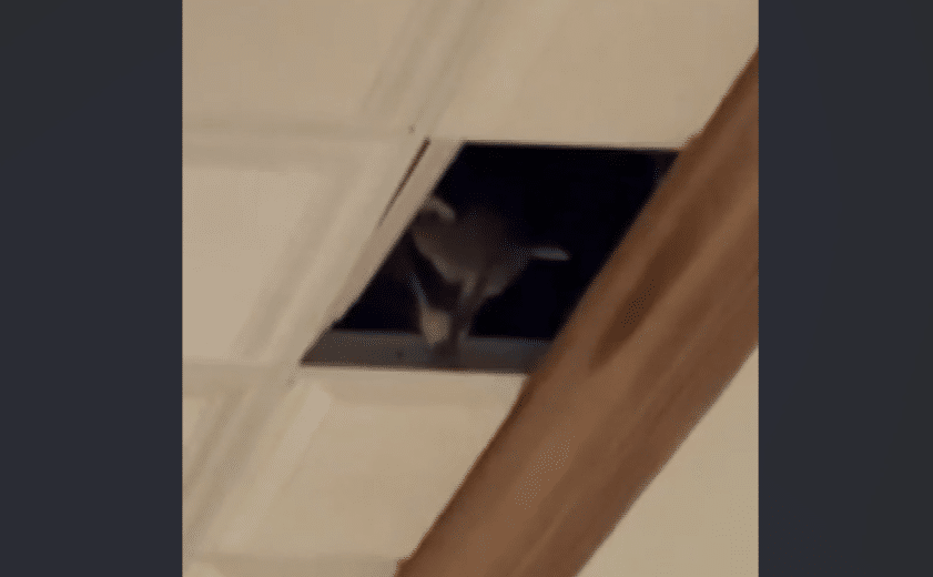 Raccoon Falls Through Restaurant Ceiling, Bites Diner