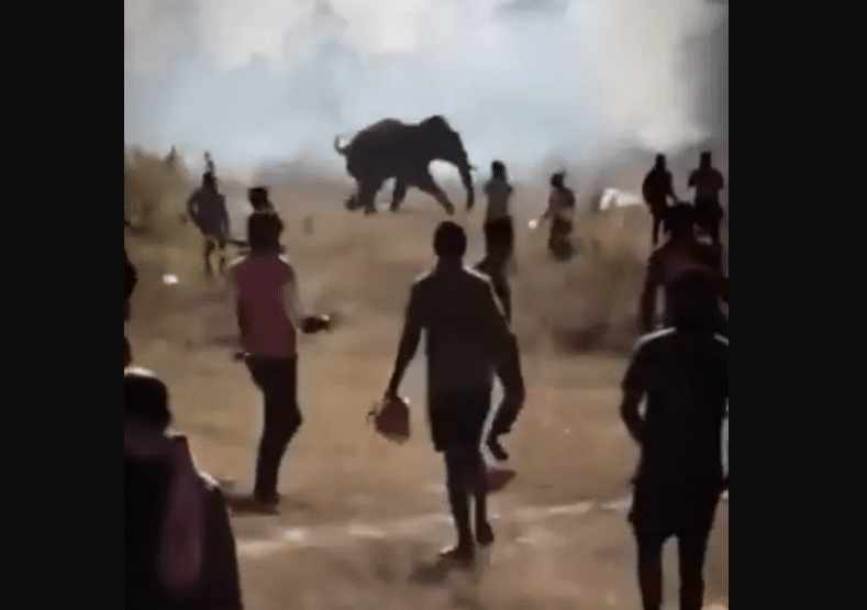 Elephant's 10-Day Rampage Leaves 22 Dead