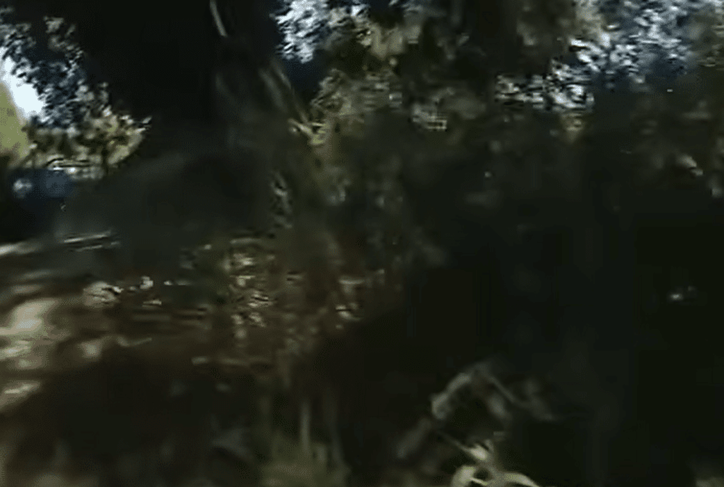 Human Skull Found During Easter Egg Hunt in Park