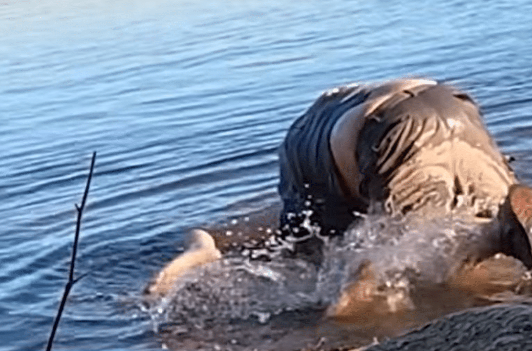 70-Year-Old Attempts to Drown Man on Crutches