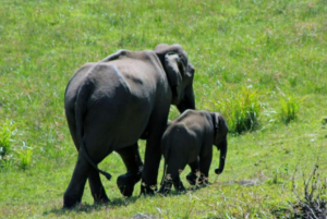 Mother Killed by Elephant While Walking Children to Bus Stop