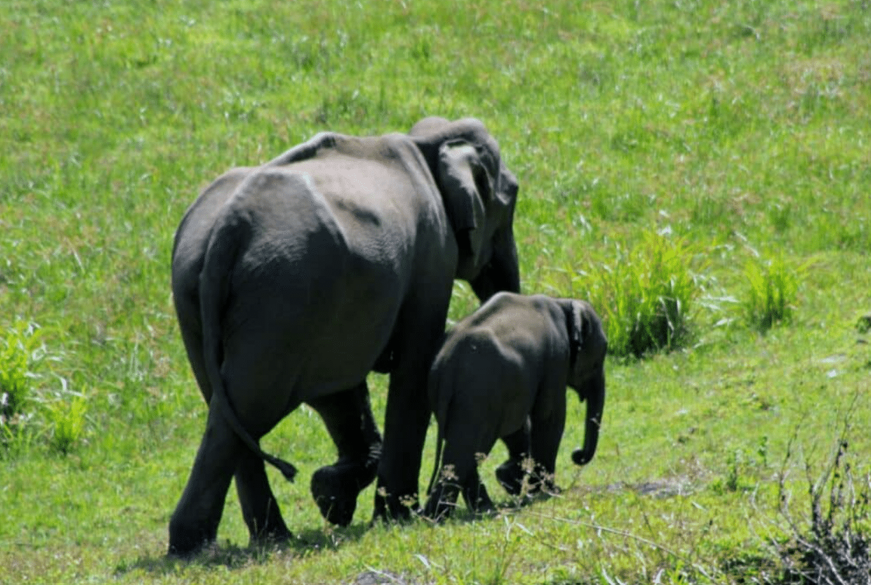 Mother Killed by Elephant While Walking Children to Bus Stop
