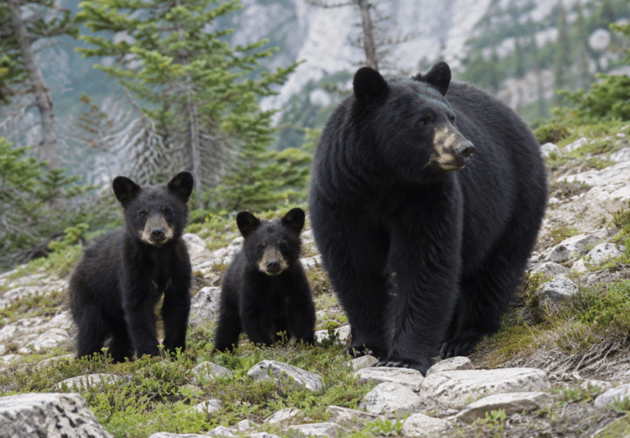 Bear Charges Three Teens on Mountain Trail