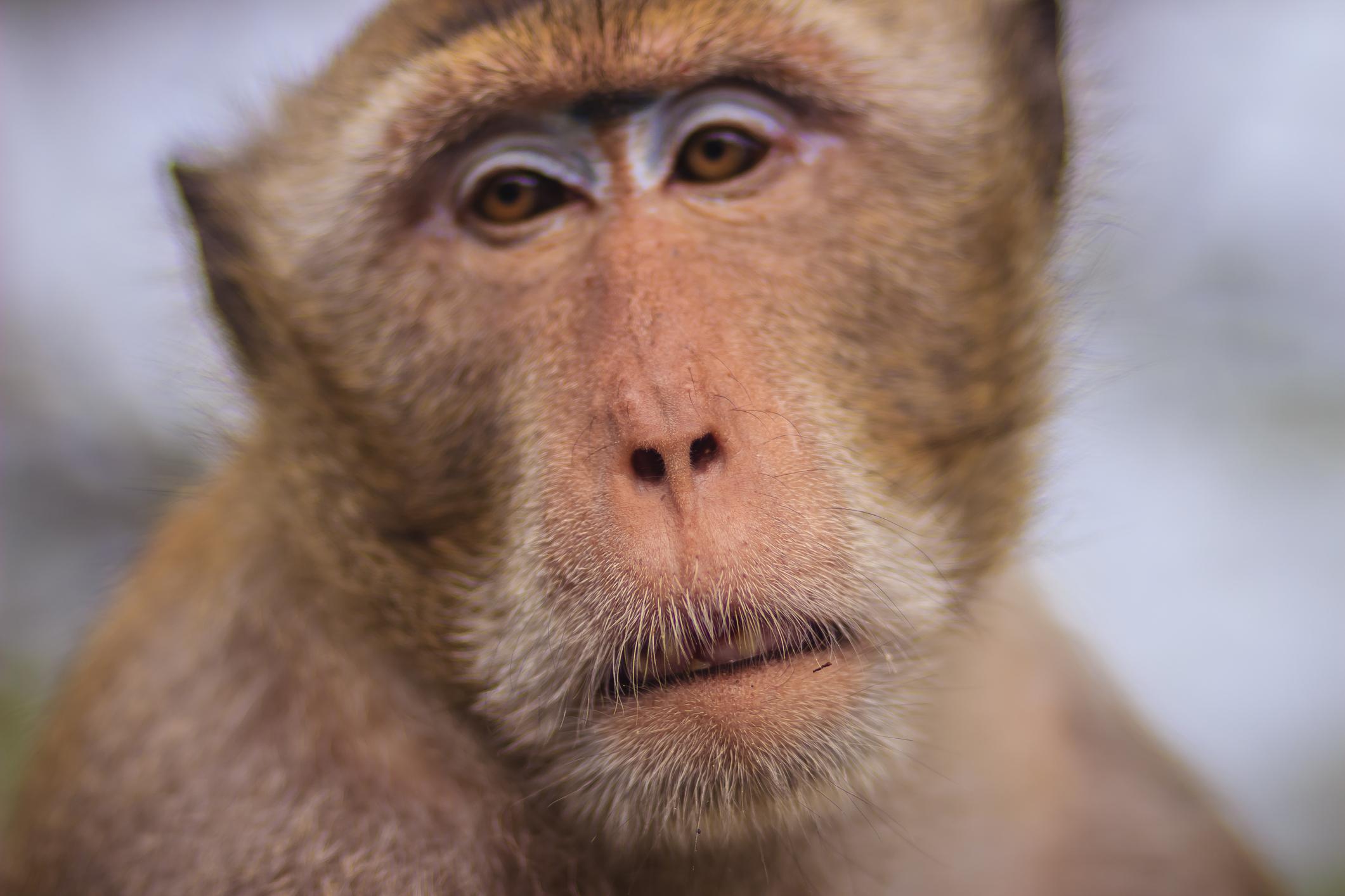 6-Year-Old Killed in Terrifying Monkey Mauling