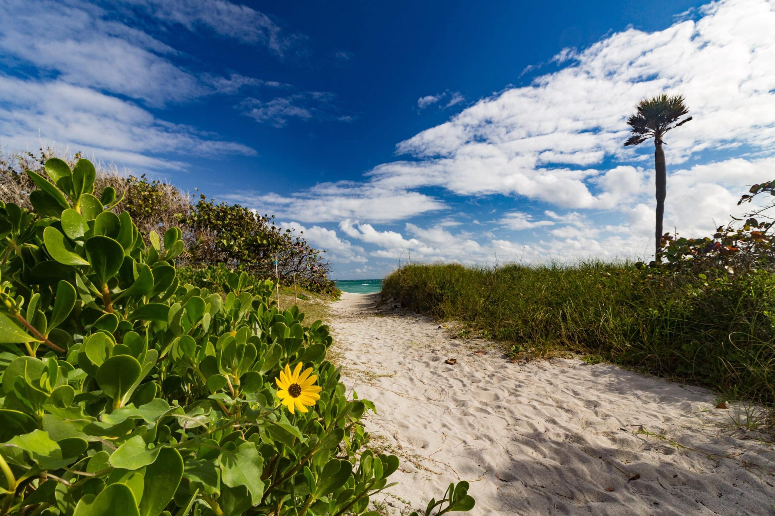 Young Flight Attendant Found Dead on Beach