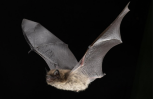11-Year-Old Dies of Rabies After Waking Up With Bat on His Face