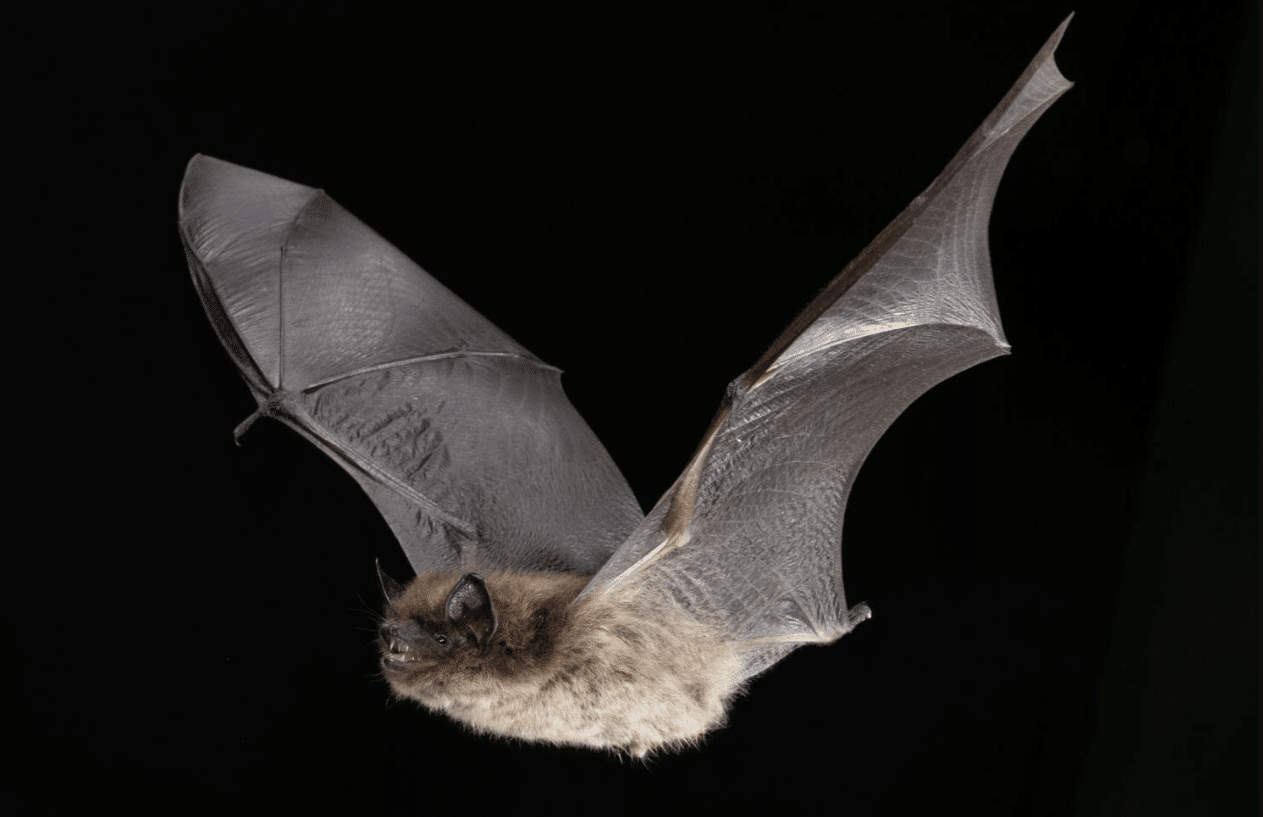 11-Year-Old Dies of Rabies After Waking Up With Bat on His Face