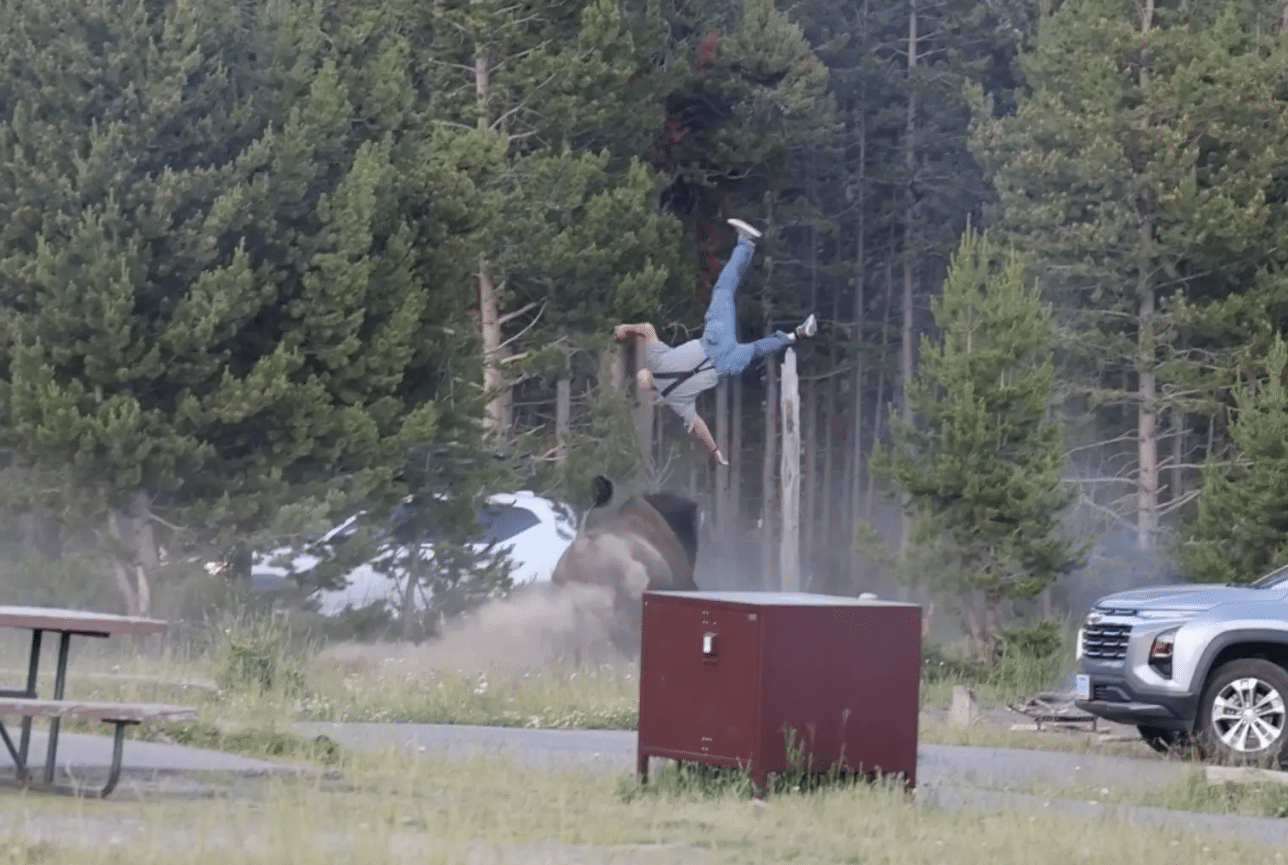 Bison Tosses Yellowstone Tourist Into Air During Attack