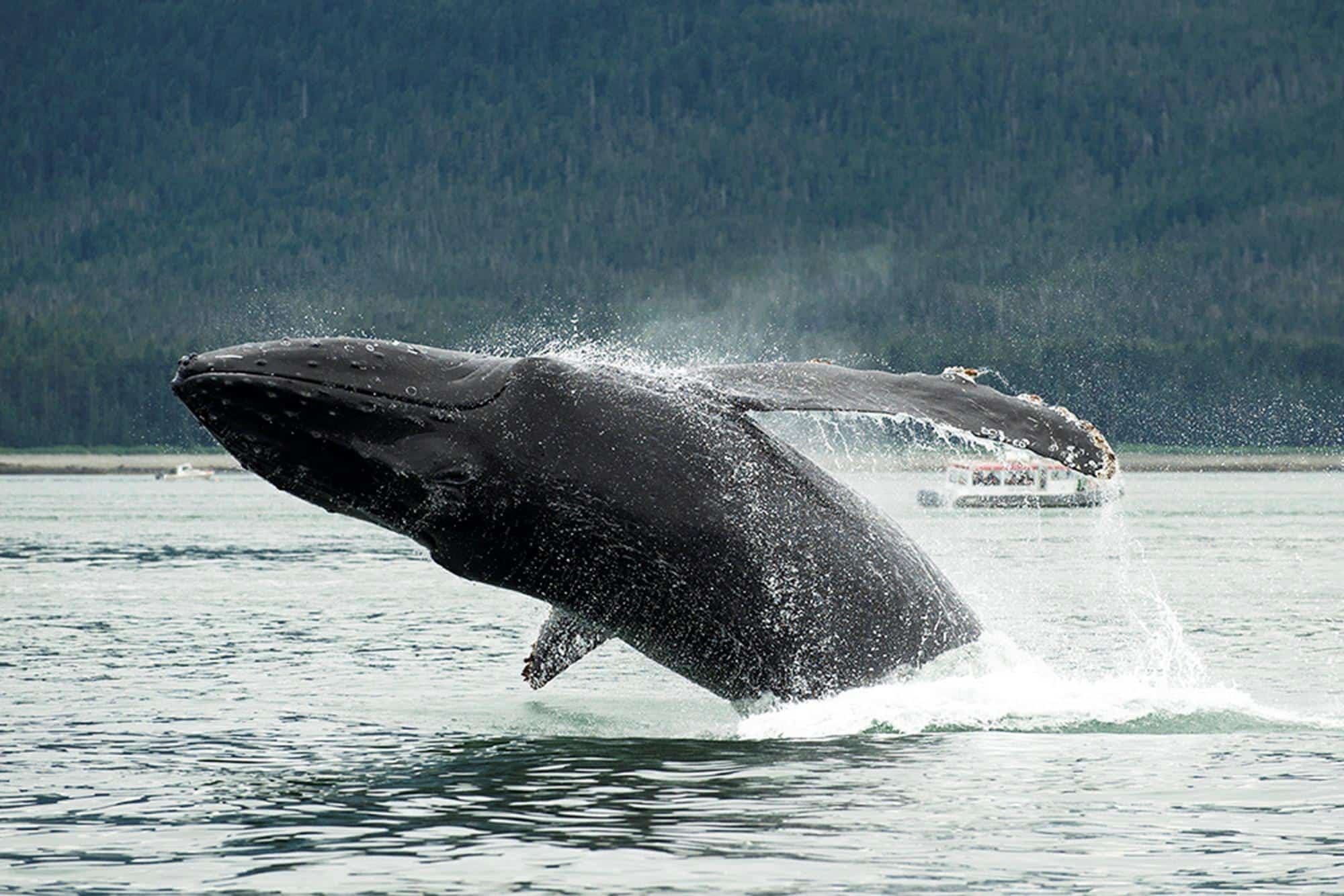 Massive Whale Attack Sinks Family's Boat