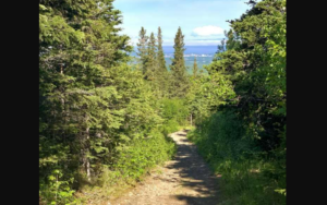 Woman Survives Terrifying Brown Bear Attack on Popular Trail