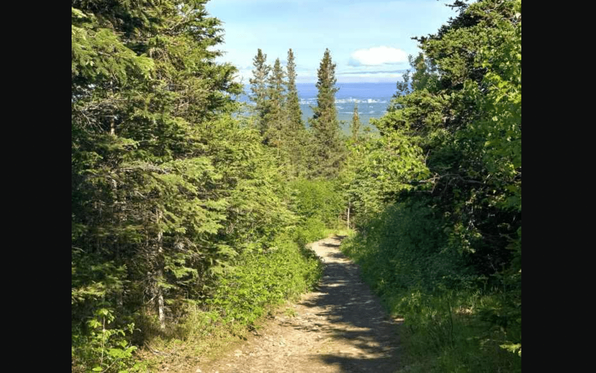 Woman Survives Terrifying Brown Bear Attack on Popular Trail