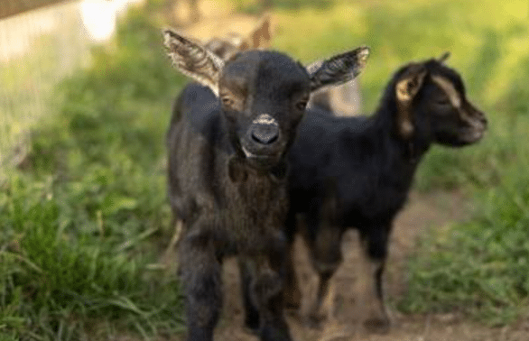 Petting Zoo Rabies Exposure Sends Hundreds to Hospital
