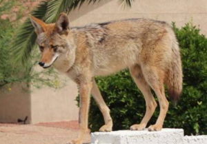 Mother Fights Off Coyote Attacking Her 4-Year-Old Daughter
