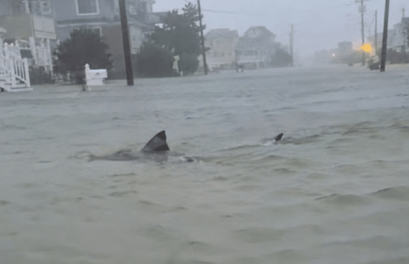 Shark Seen Swimming Between Homes During Flooding