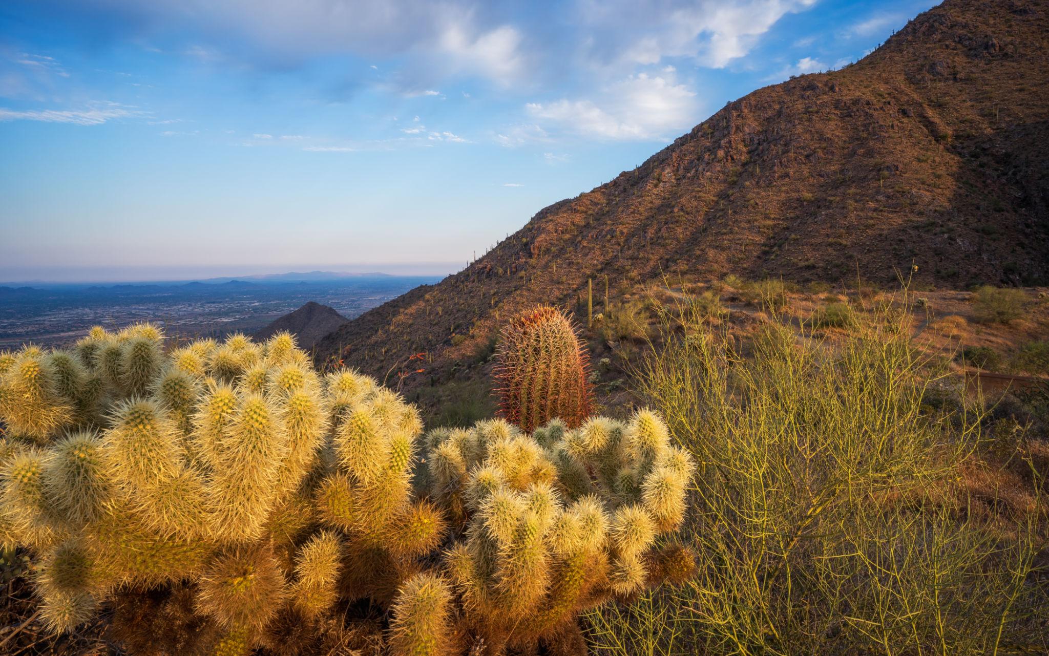 Hiker Injured in Shocking Cactus Accident on Trail