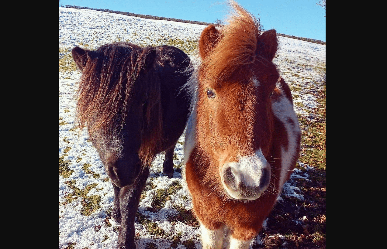 Teen Admits Attempted Sexual Offense Involving Farm Pony