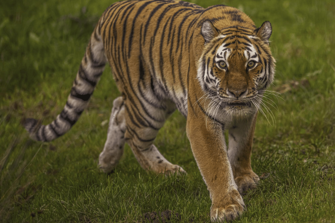 Man Killed by Tiger at Wildlife Park