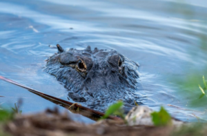 Fisherman Killed in Shocking Alligator Attack at Park