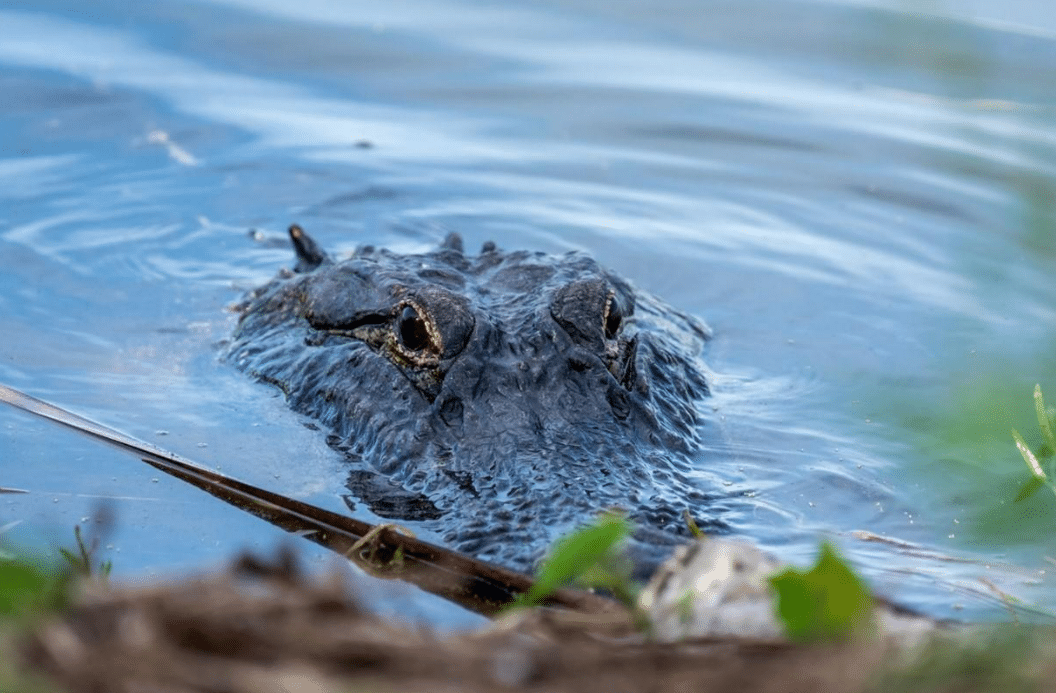 Fisherman Killed in Shocking Alligator Attack at Park