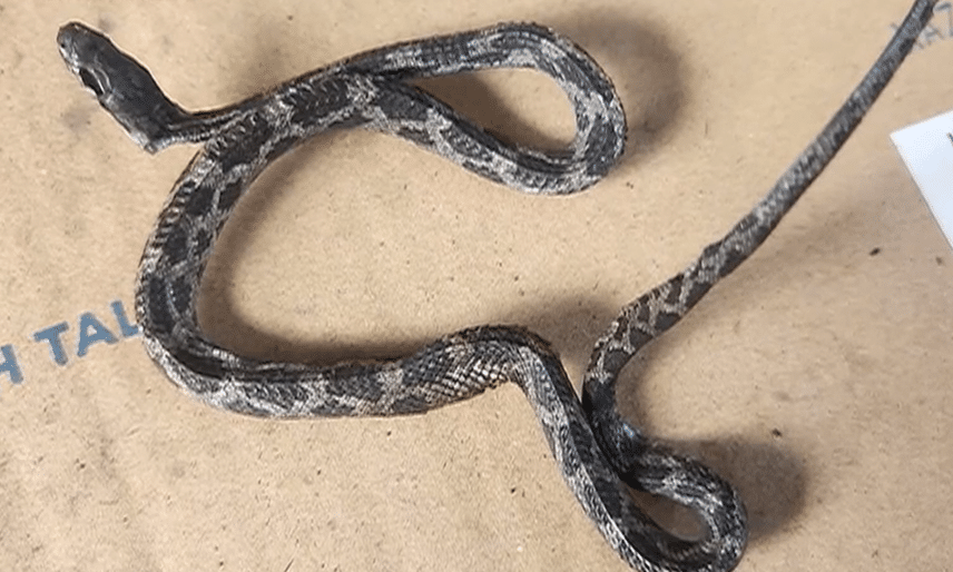 Dead Snake Found Inside Charcoal Bag at Barbecue