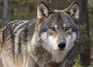 Wolf Via AI Image
