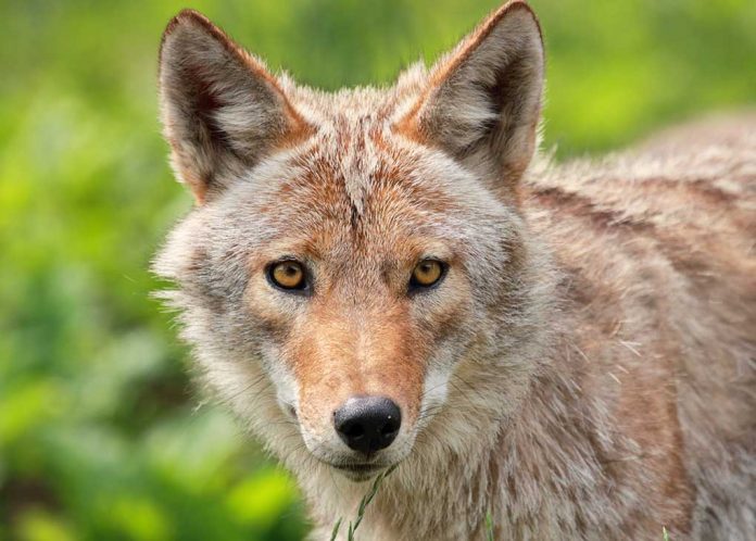 Curious Coyote Walks Into School Classroom Curious Coyote Walks Into School Classroom