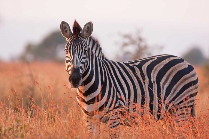 Wild Zebra Runs Loose Through Neighborhood