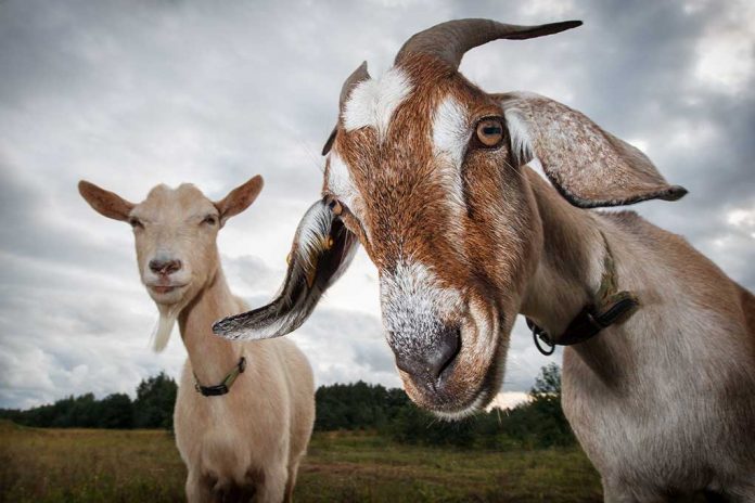 Goats Take Over Atlanta Neighbor in Wild Escape