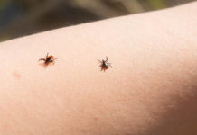 Lyme disease vaccine
