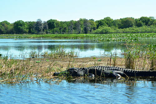 Alligator,In,Water,In,Nature