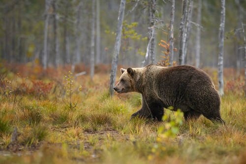 Brown,Bear,-,Ursus,Arctos,,Finland